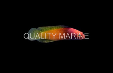 Checkered Dottyback, Female :: 95830