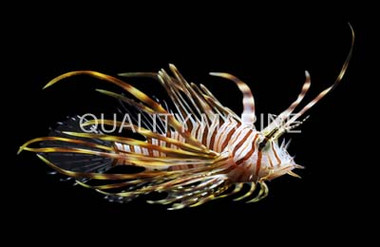 Miles Lionfish