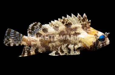 False Scorpionfish :: 28059