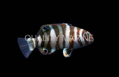 Harlequin Tuskfish, Juvenile :: 49391