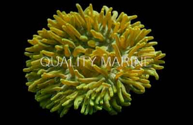 Green Long Tentacle Anemone :: 50100