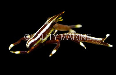 Colored Crinoid Squat Lobster :: 52504