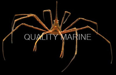 Panamic Arrow Crab :: 52581