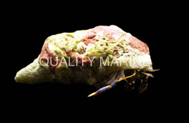 White Shell Dwarf Blue Leg Hermit Crab :: 52582