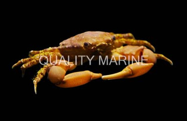 Red Emerald Crab :: 52589