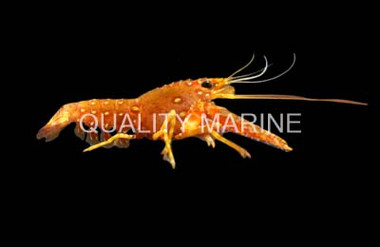 Red Lobster :: 54503