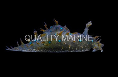 Blue Spotted Sea Hare :: 55028