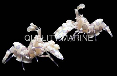 Harlequin Shrimp, Pair :: 57525
