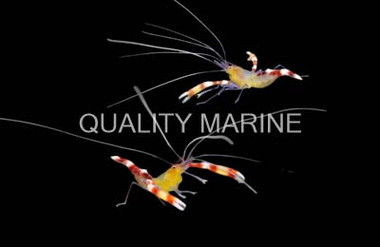 Yellow Coral Banded Shrimp, Pair :: 57574