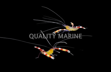 Yellow Coral Banded Shrimp, Pair :: 57574