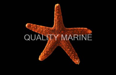 Red Fromia Sea Star :: 59028