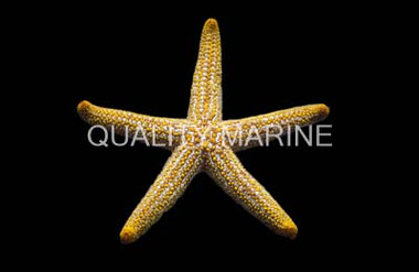 Orange Ridge Sea Star :: 59044