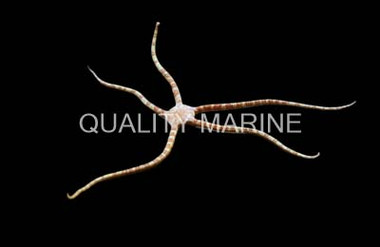 Banded Serpent Sea Star :: 59050