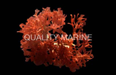 Red Bush Flat Blade Algae :: 60027