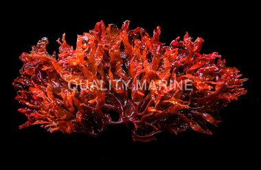 Dragon's Breath Algae :: 60040