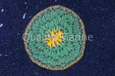 Plate "UFO" Orange :: 52171