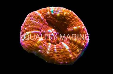 Colored Scolymia Coral :: 52334