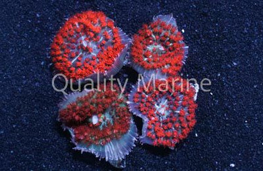 Red St. Thomas Bubble Mushroom :: 55706