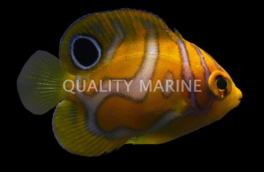 Regal Angelfish Misbar, Bali Aquarich Juvenile :: 10207