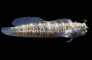 Patzner's Sailfin Blenny :: 12615