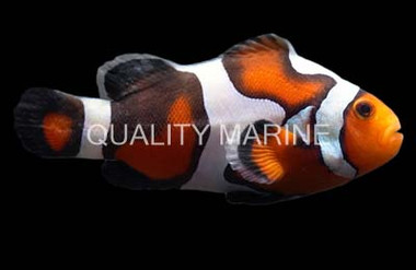 Caramel Gladiator/DaVinci Ocellaris Clownfish :: 14180