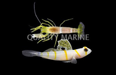 Assorted Prawn Goby and Shrimp :: 18622