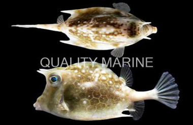 Island Cowfish