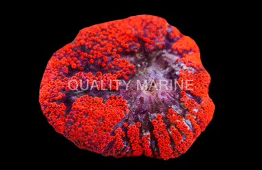 Mertens' Carpet Anemone :: 78952