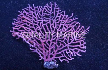 Pink Gorgonian :: 51008