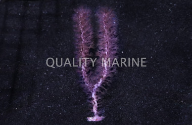 Hardy Knobby Gorgonian :: 51039