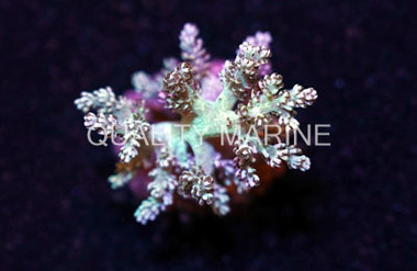 Kenya Tree Green, Nano :: 51575