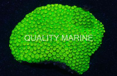 Cyphastrea Coral :: 52126