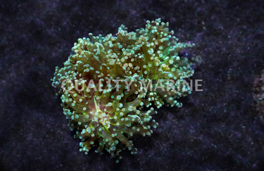 Green Branching Frogspawn Coral :: 52422