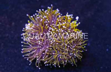 24k Gold Torch Coral :: 15486