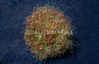 Pink Tip Green Torch Coral :: 52606