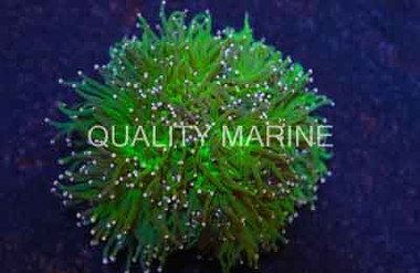 Pink Tip Green Torch Coral :: 52606