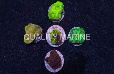 Favia Grade A :: 62448