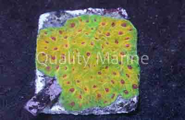 Citrus Lime Favites :: 57277