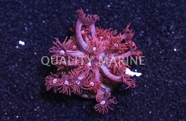 Flower Pot, Red/Pink :: 64200