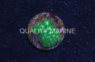 Leptastrea, Green :: 52458