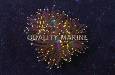 Red Mini Scolymia Coral :: 62436