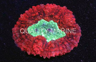 Brain Dented Red Metallic :: 52350