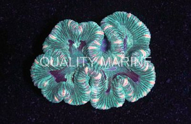 Red/Metallic Green Tracyphyllia Coral :: 62401