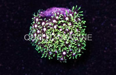 Star Metallic Green, Nano :: 55703