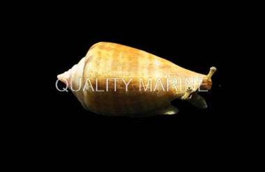 Strawberry Conch Snail :: 57098