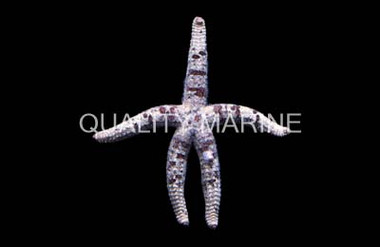 Grained Sea Star :: 35907