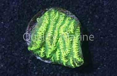 Ampliata, Green :: 49298