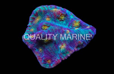 Multicolor Mini Scolymia Coral :: 62438