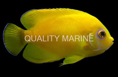 Lemon Peel Angelfish, Hybrid :: 10215