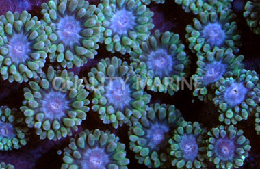 Ultra Frogspawn Coral :: 72735